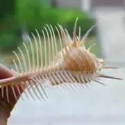 Natural Murex Pecten Shell Conch Coral Sea Snail Home Ornament Fish Tank Adorn