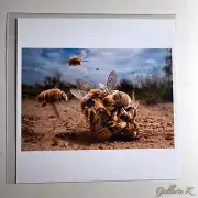 SIGNED KARINE AIGNER BIG BUZZ *2024 PHOTO OF THE YEAR* BEES LTD ED 6" PRINT NEW