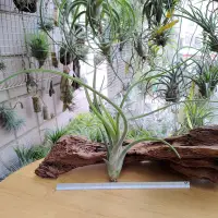 在飛比找Yahoo!奇摩拍賣優惠-空氣鳳梨 Tillandsia caput-medusae 