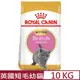 ROYAL CANIN法國皇家-英國短毛幼貓 BSK38 10KG