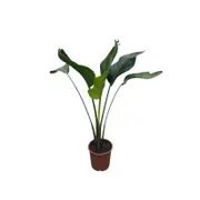 190mm Giant White Bird of Paradise - Strelitzia nicolai