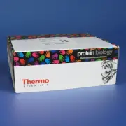 4 PCS: New Thermo 87763 Slide-A-Lyzer Dialysis 20K 250mL Dialysis Flasks