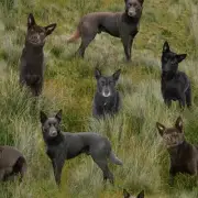 Merino Muster II Dogs Brown Black Kelpie Grass Backgnd 3094N1 Cotton Fabric 1/2Y