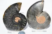 Large Black Ammonite PAIR Deep Crystals 110myo FOSSIL 75mm 3.0" 9430bb