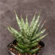 6-8CM 1PCS Sansevieria ‘fox's Tail ’ Garden Indoor Outdoor Beautiful Rare