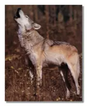 Gray Wolf Howling Standing in Grass Photo Wall Picture 8x10 Art Print