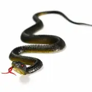 Rubber Fake Snake Garden Pretend Toy GAG Joke Prank --us Trick Halloween V5W9
