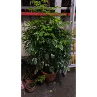 在飛比找蝦皮購物優惠-✿༺ 思晴花藝 ༻✿(進財樹)1尺盆~高度:約125~185