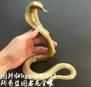 Brass Cobra Snake Figurine Reptile Animal Statue Office Home Decor Collection