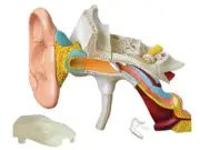 4d Human Ear Anatomy Model Skeleton Medical Teaching Aid Puzzle Assembling Toy