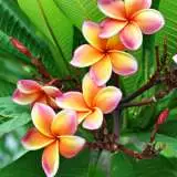 Frangipani Tri-Colour 120mm