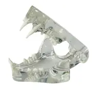 Transparent Teeth Anatomical Model Dental Animals Oral Tooth Jaw for Veterinary Educational Tool (C