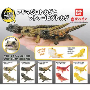 小全套4款 日本正版 生物大圖鑑 犰狳蜥與鬃獅蜥 扭蛋 轉蛋 犰狳蜥蜴 昆蟲模型 BANDAI 萬代 - 120236