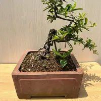 在飛比找Yahoo!奇摩拍賣優惠-《夢花火》盆景-狀元紅裸根造型，根部粗壯/盆栽/植栽