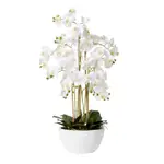 [James Lane] Phalaenopsis Curved Bowl - 50cm x 50cm x 70cm