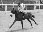 Horse Racing Jockey Lestor Piggett Riding Galway Bay 1975 Old Photo