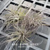 在飛比找蝦皮購物優惠-植享曲  空氣鳳梨  多國花