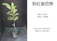 在飛比找Yahoo!奇摩拍賣優惠-心栽花坊-粉紅蜜芭樂/芭樂品種/嫁接苗/水果苗/售價460特