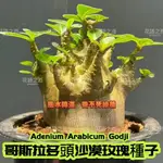 ADENIUM ARABICUM GODJI 稀有品種 哥斯拉 沙漠玫瑰種子 多頭矮化沙漠種子