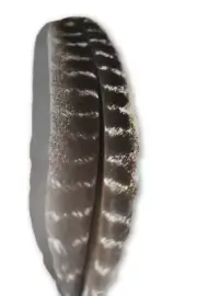 Smudge Feather -Barred Turkey Feather- Altar, Blessing Supply, Magickal Tools