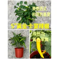 在飛比找蝦皮購物優惠-美墨廚房cayenne pepper 卡宴辣椒