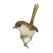Superb Fairy Wren, Brown Female. 10 small folded Florist card, Present/Gift Tag
