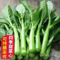 在飛比找蝦皮購物優惠-『雪原蔬菜種子』教種植 菜心種子 四季甜菜心種子 油青甜菜心