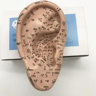 上海經絡通人體針灸穴位模型針灸耳針穴模型耳模16cm耳朵