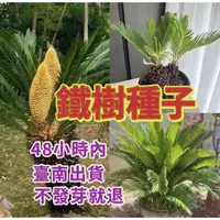 在飛比找蝦皮購物優惠-🌿台灣花球迷種業🌿【鐵樹種子】精選種籽 蘇葉鐵樹種子高桿多頭
