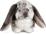 Living Nature Grey Dutch Lop Eared Rabbit Stuffed Animal, Fluffy Plush Bunny, Soft Cuddly Toy for Kids, 30cm Realistic Rabbit, Eco-Friendly Stuffed Animal