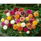 DAHLIA 'Pompon Mix 200 seeds CUT FLOWER garden ball perennial seeds