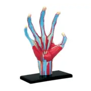 Human Hand Skeleton Model Anatomical Model Anatomy DIY Gift Children Puzzle