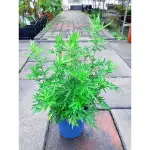 《JC小品園藝》艾草5寸盆/植栽/植物/園藝/花藝/日照植物/香草植物/精油/避邪化煞