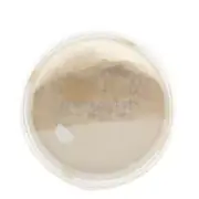 DermaQuest DermaMinerals Buildable Coverage Loose Mineral Powder SPF 20 - # 2C 1