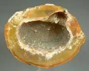 59 mm GREEN AGATE GEODE FROM AGATE CREEK