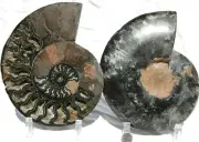 Dinosaur PAIR 1n100 BLACK Ammonite XXXLARGE 200mm 110myo FOSSIL 8.0" 1005ou