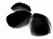 80 Feathers - Black Goose Coquille Loose Plumage Halloween Wedding Supply Art