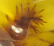 Liverwort Sprig in Dominican Amber Fossil Gemstone