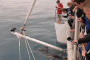 Dolphin Watch - Glenelg