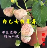 在飛比找樂天市場購物網優惠-尚未開花結果 [白乙女白草莓盆栽 日本白草莓盆栽 粉白草莓 