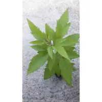 在飛比找蝦皮購物優惠-台灣固有種 高士佛 澤蘭/3吋～多年生草本植物⋯