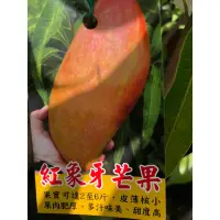 在飛比找蝦皮購物優惠-紅象牙芒果🥭/4寸⋯苗植袋