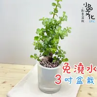 在飛比找蝦皮商城優惠-【小品文化】銀杏木【現貨】3吋條紋圓免澆水盆栽 懶人盆栽 觀