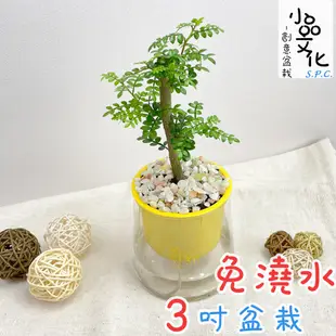 【小品文化】胡椒木【現貨】3吋山形盆 懶人盆栽 免澆水盆栽 水培 簡單種植 觀葉植物 室內植物 自動吸水 花盆