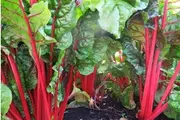 SILVERBEET 'Ruby Chard'*ORGANIC* seeds