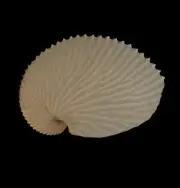 Sea shells Argonauta argo 114.7mm. Aquarium Decoration Products