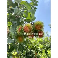 在飛比找蝦皮購物優惠-景宏種苗園～新興果樹/R191靠接紅毛丹/苗高100～120