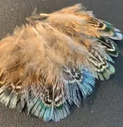 30pcs Natural Green Tipped 5cm Pheasant Plumage Feathers DIY Art Craft Jewellery