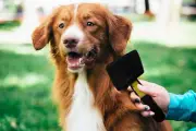 3 Pack Flea Comb Lice Comb for Cats, Dogs Grooming Fine Tooth Hair Combs - Doubl