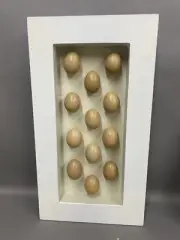 Egg Shadow Box Made from 12 Real Hen Eggs